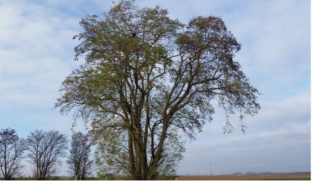 Robinie auf Feld