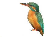 Eisvogel Logo
