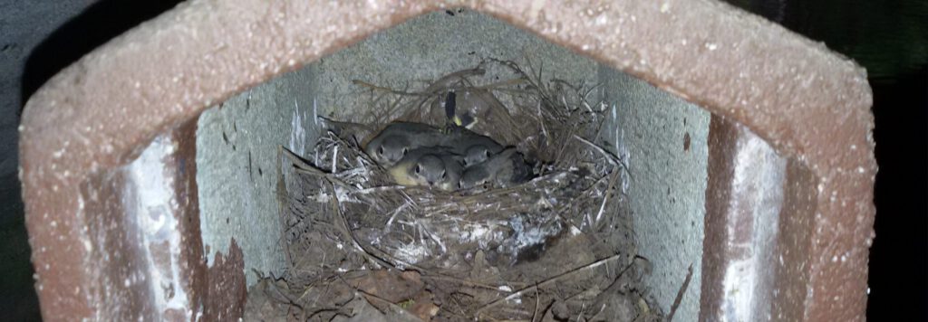 Nest mit Gebirgsstelzenküken